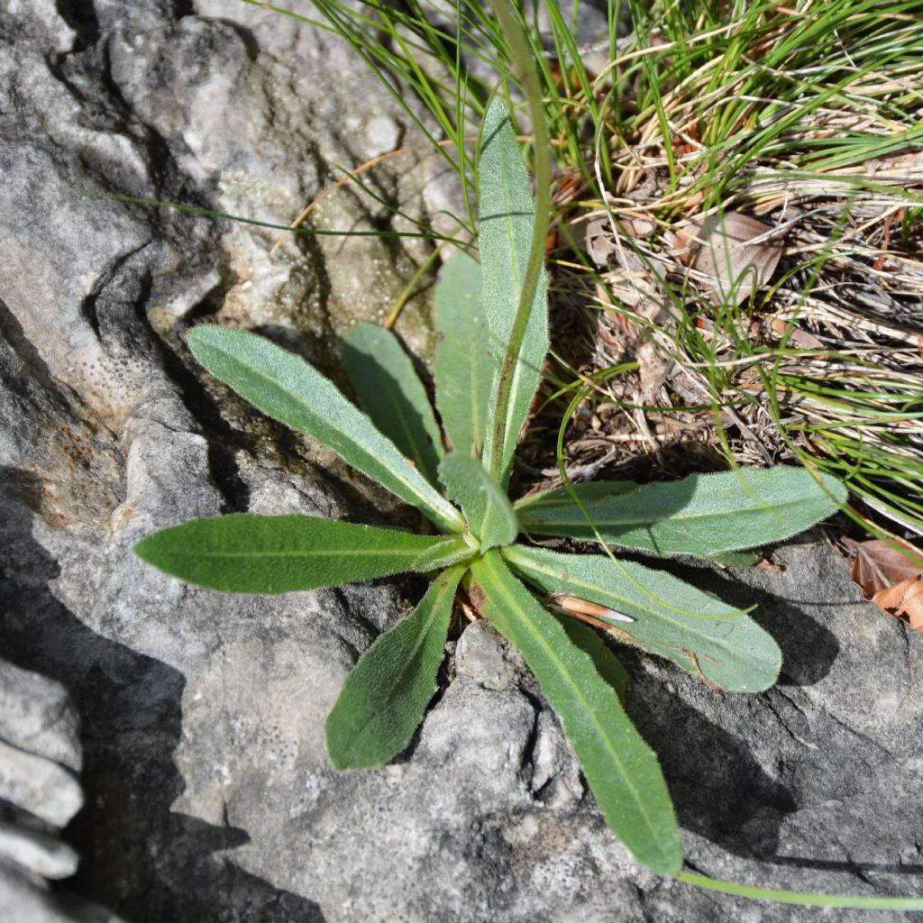 Asteracea da identificare